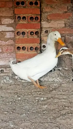 Marrecos