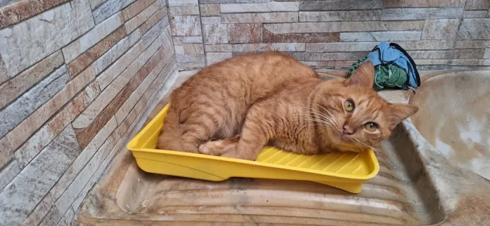 Doação de gato laranja 