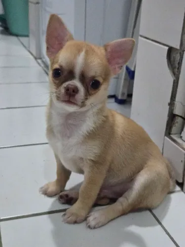 Chihuauaua 