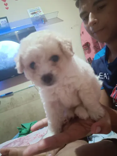 Filhote de poodle 