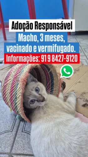 Adoção Responsável de Gatinhos
