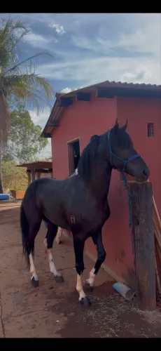 vende-se cavalo 