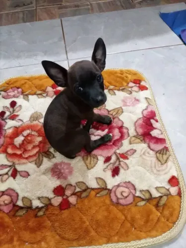 Pinscher oo. . . 32 anos de experiência na raça