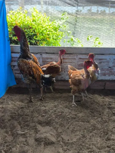 Galinha caipira melhorada - ovos e pintos