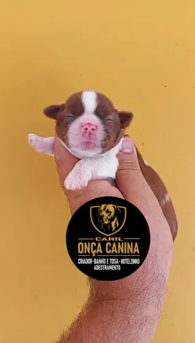 Shitzu Machos disponiveis