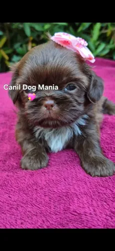 Shih tzu fêmea chocolate 