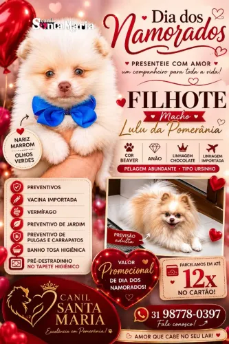 filhotes importados lulu da pomerania micro anao spitz alemao ursinho macho femea