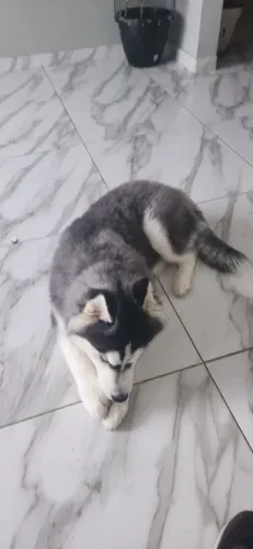 Husky siberiano 