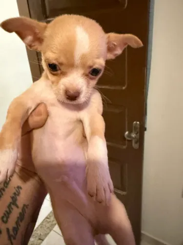 Chihuahua menino