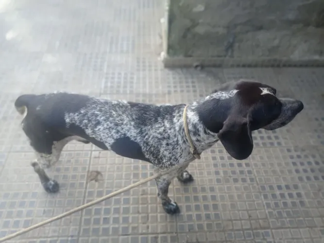 Cachorro pointer inglês .,...
