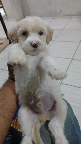 Poodle macho