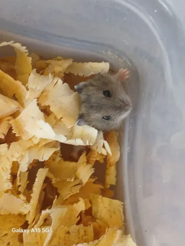 Hamster Anão Russo