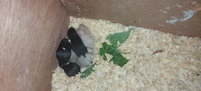Hamster Sírio 