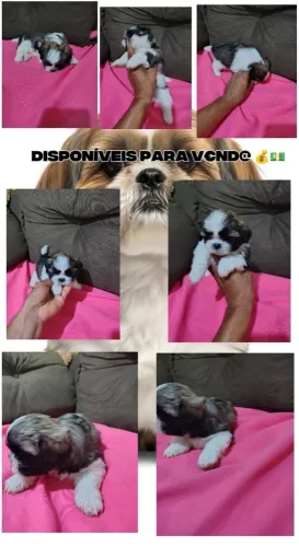 Lindos Filhotes de Shih Tzu com 40 dias disponíveis pra ?