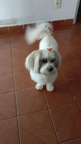 Doa -se limpo aisla Apso
