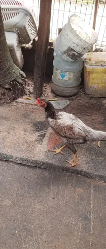 Pato e galinha caipira