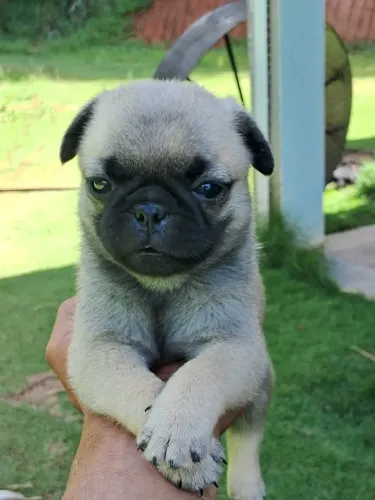 Filhotinhos de Pug lindos e cheios de amor!