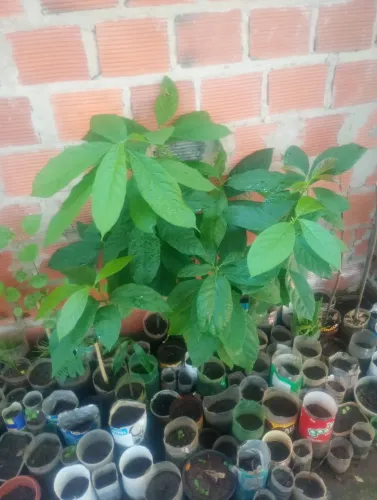 Frutíferas 