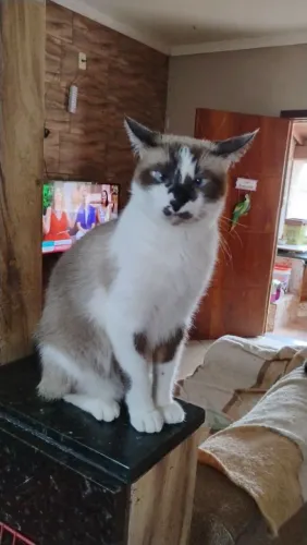 Doação de gatinhos 