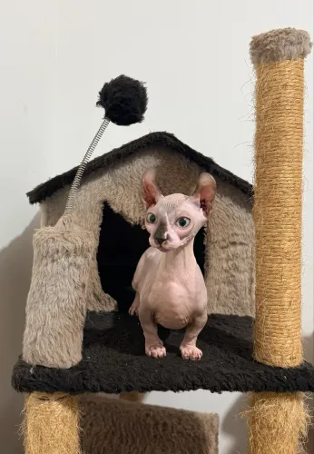 Filhote Sphynx Dwelf Macho 