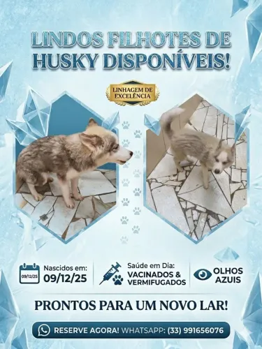 Filhotes Husky Siberiano 
