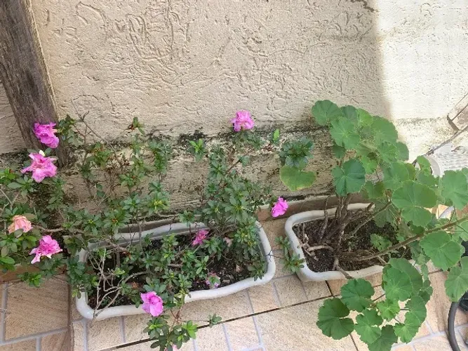 Plantas