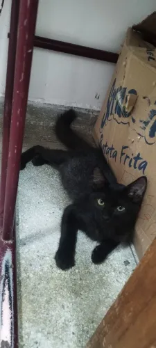 Filhote Gato pelagem black smoke