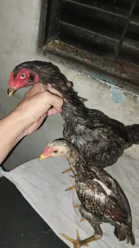 Vendo um galinha e 3 pintinho 2 fêmea e 1 machinho