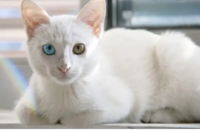 Gatos Albinos 