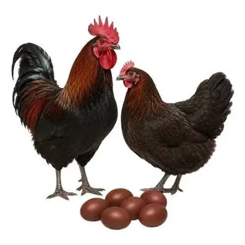  Galo Marans black copper raça pura