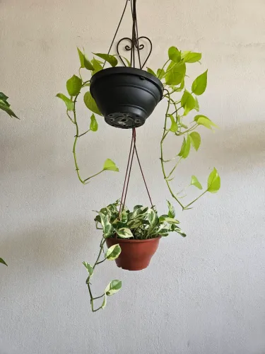 Mudas de plantas jiboia.