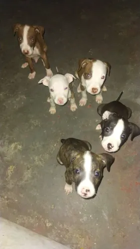Vendo filhote de Pitbull com red nose