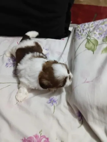 Shitzu