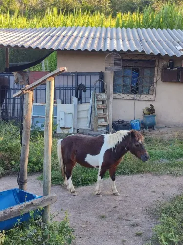 Vendo i pônei pampa , animal super dócil vai com cela ,manda cabeçada cela completa