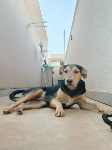 Cachorro para doação