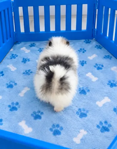 Lulu da pomerânia >spitz Alemão-fofura