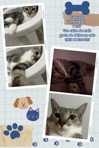 Adoção responsável 