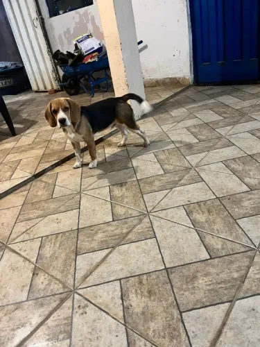 Beagle filhote