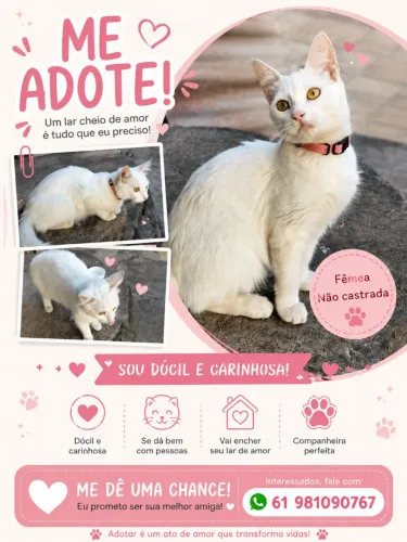 Gata para adoção