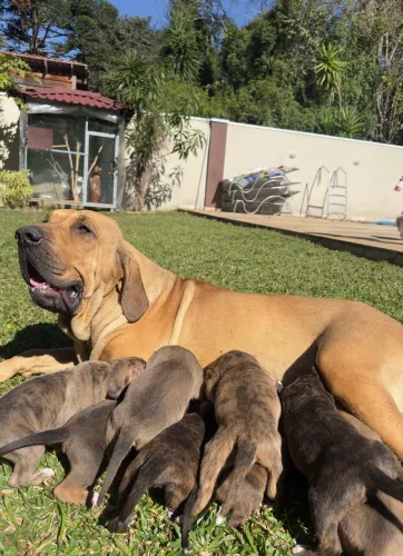 FILHOTES DE FILA BRASILEIRO COM BULDOGUE CAMPEIRO 