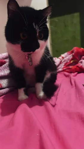 Gatinha fêmea castrada