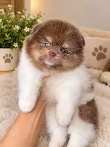 Lulu da pomerania Anao