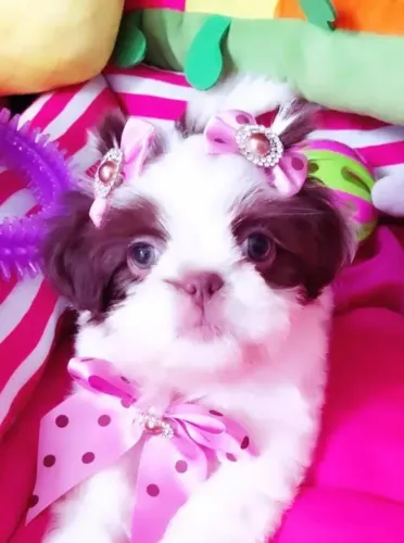 Filhotes de shihtzu pais de pedigree lindos Shitzu vacinados