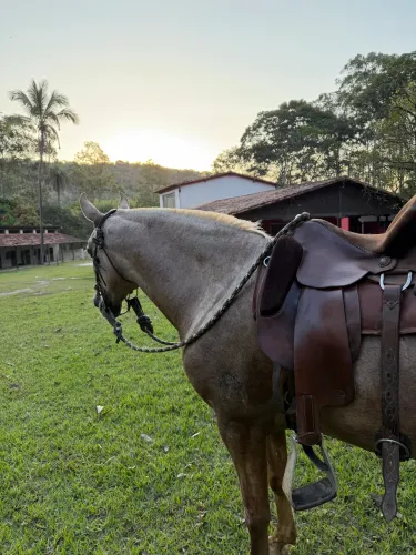 Égua marchador filha do fator prenha