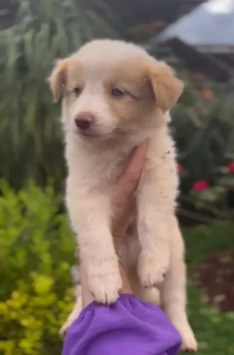 Border collie disponiveis