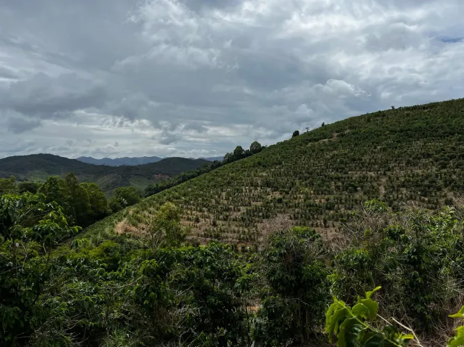 Terreno Rural 3,5 Alqueires com 50 Mil Pés de Café