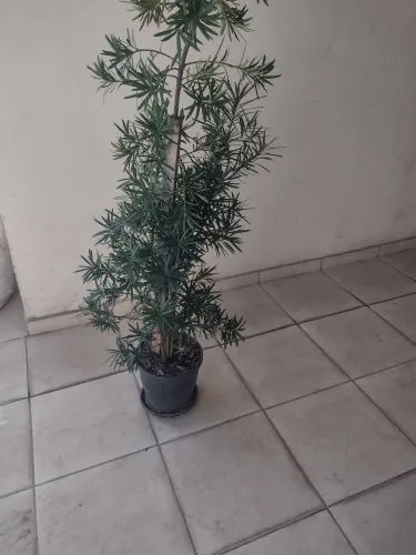 Muda de podocarpus pronta pra replantio com mais de 2m.
