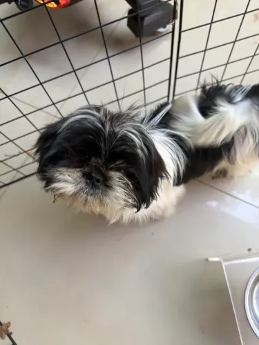 Vendo Shihtzu vacinada e vermifugada