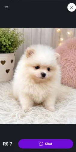 Lulu da pomerânia macho