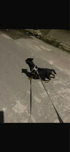 Filhote de rottweiler femia